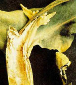 شكل 6 - تاثير كمبود کلسیم بر روي برگ‌هاي کلزا