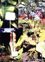 شكل 1 - تاثير كمبود روی برگ‌هاي موز