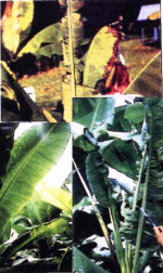 شكل 2 - تاثير كمبود بُر بر روي برگ‌هاي موز